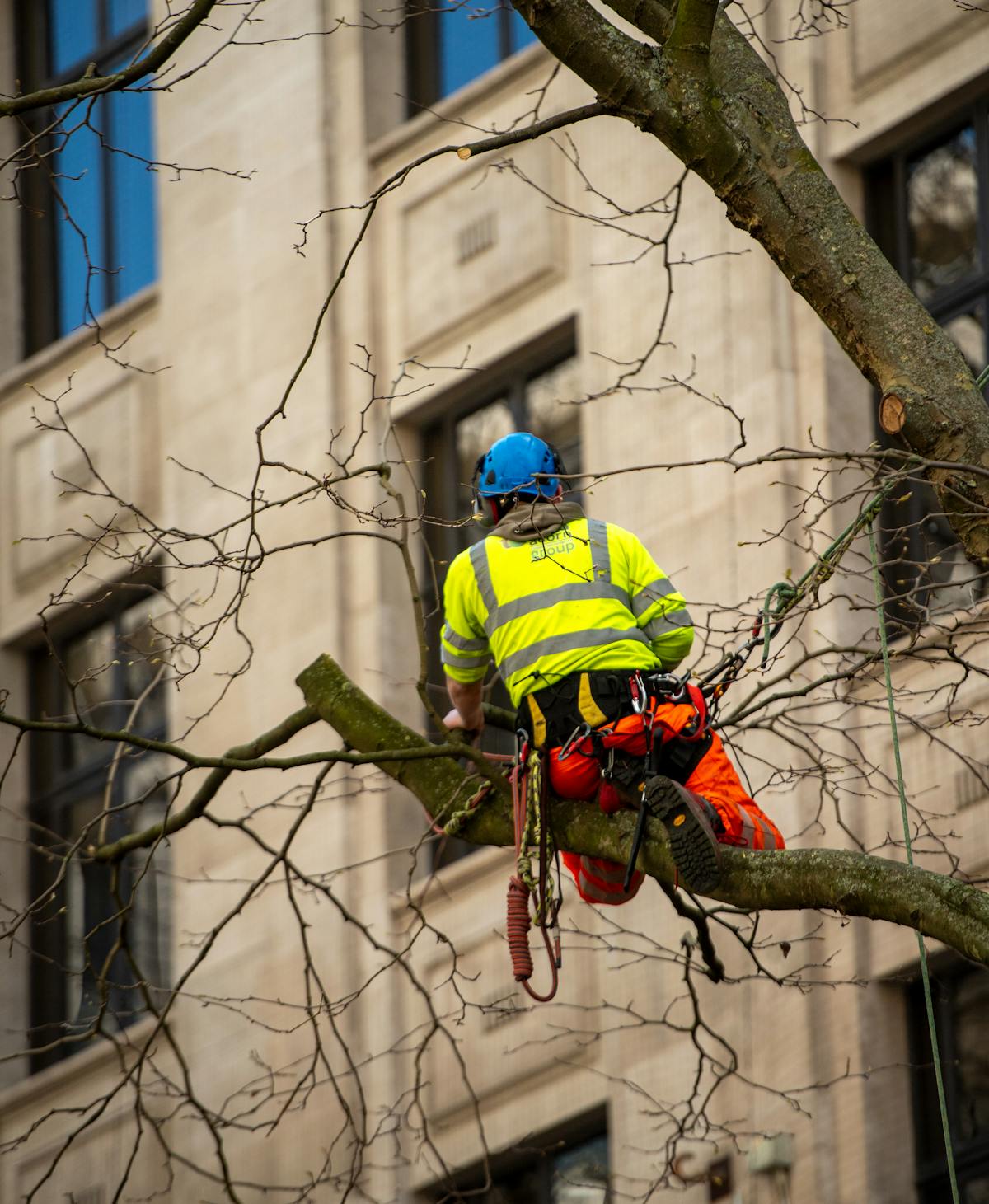 Élagueur-grimpeur intervenant sur un arbre à Tourrette-Levens