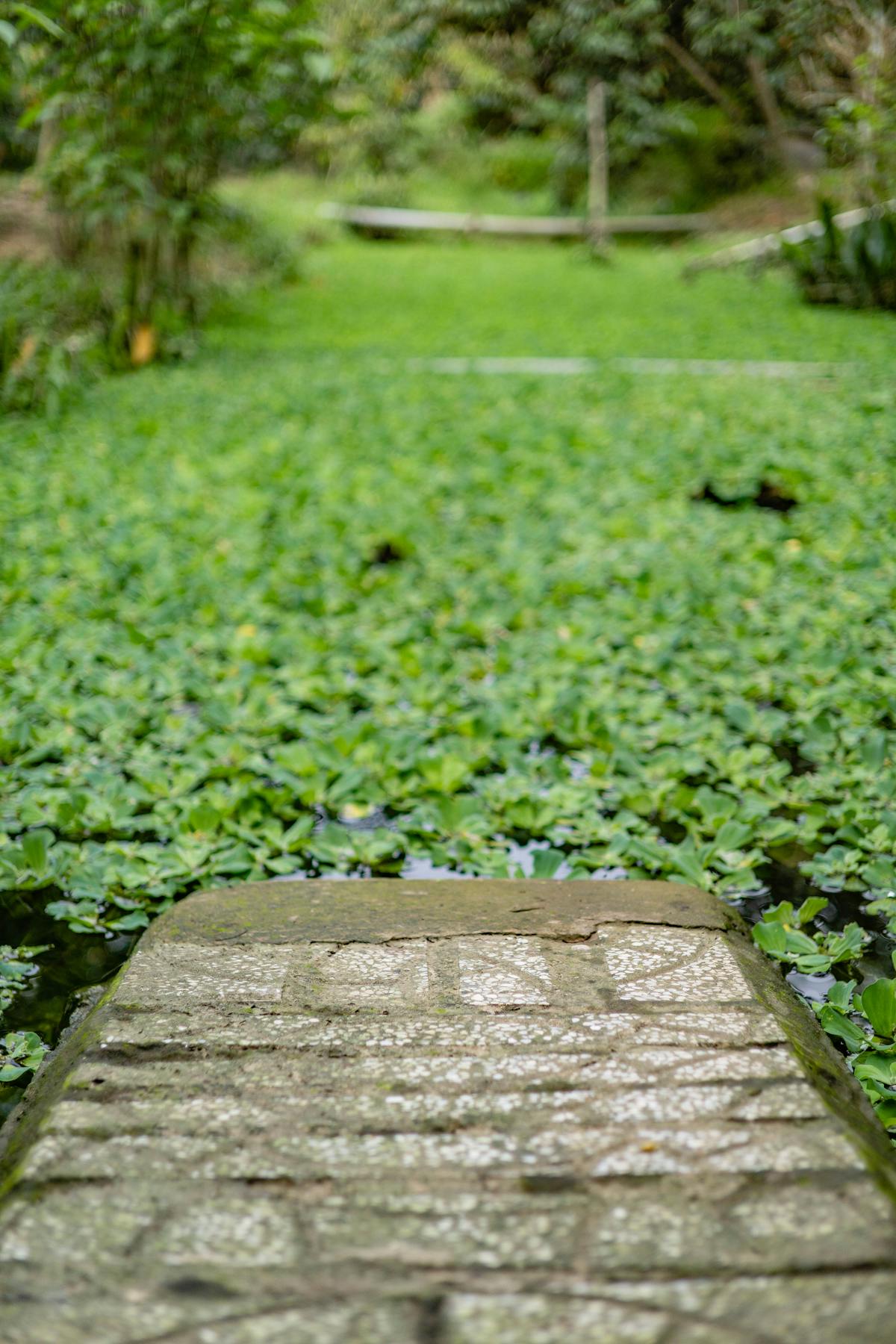 Aménagement de plan d'eau et jardin aquatique à Tourrette-Levens